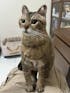 Memorpaw Wool Felt Pet Customization