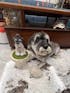 Memorpaw Wool Felt Pet Customization