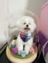 Memorpaw Wool Felt Pet Customization