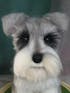 Memorpaw Wool Felt Pet Customization