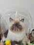 Memorpaw Wool Felt Pet Customization