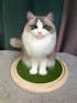 Memorpaw Wool Felt Pet Customization