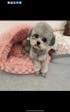 Memorpaw Wool Felt Pet Customization