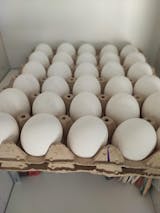 Huevos Primera 180 Unidades