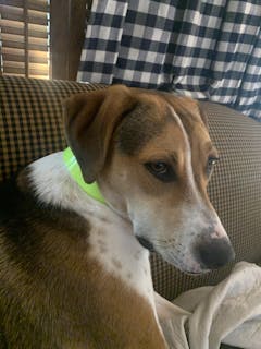 Biothane Synthetic Collar