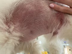 DERMagic Skin Rescue Lotion