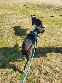 Mendota Long Snap Leash - 15 Feet