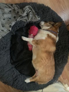 Caterpillar - Handmade Squeaky Dog Toy