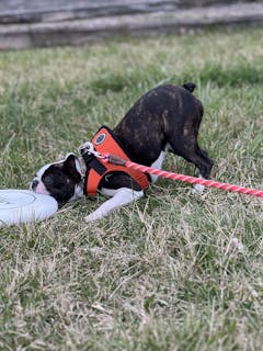 Mendota Long Snap Leash - 15 Feet