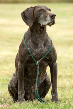 Mendota Slip Leash - Large 1/2 inch