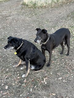 Mendota Snap Leash - Large 1/2 inch