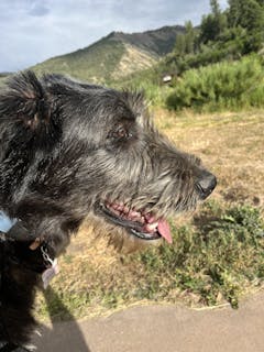 Mendota Slip Leash - Large 1/2 inch