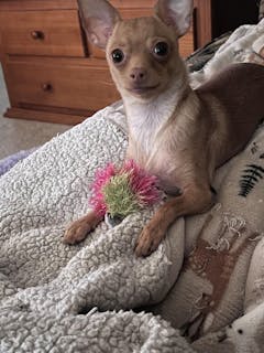 Ball - Handmade Squeaky Dog Toy