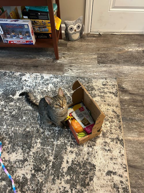 meowbox Subscription