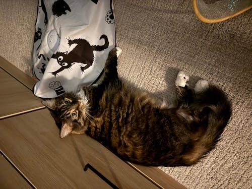 meowbox Subscription