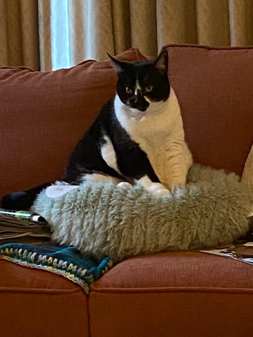 Subscription to meowbox!