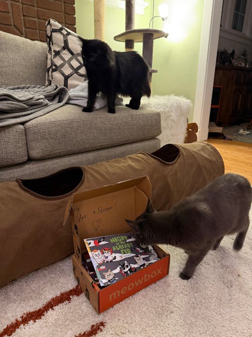 meowbox Subscription