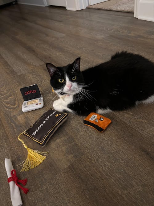 meowbox Subscription