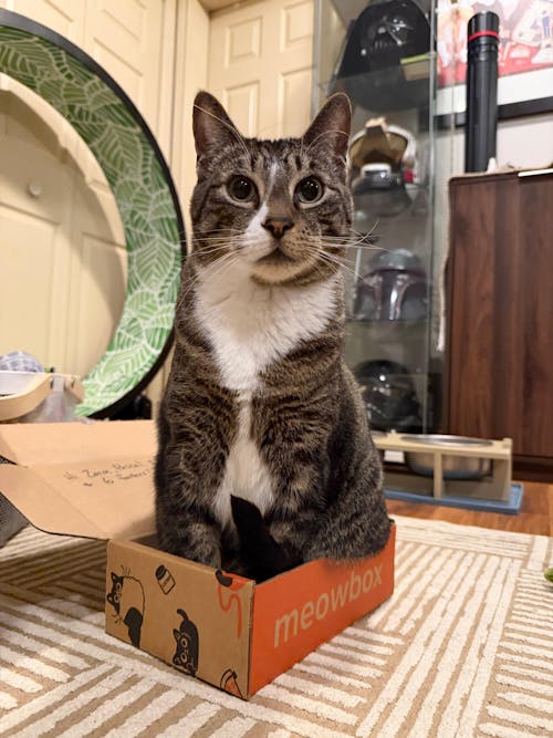Subscription to meowbox!