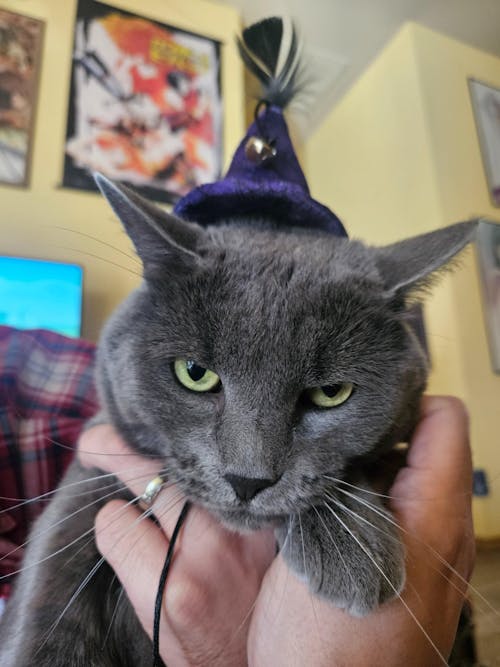 meowbox Subscription