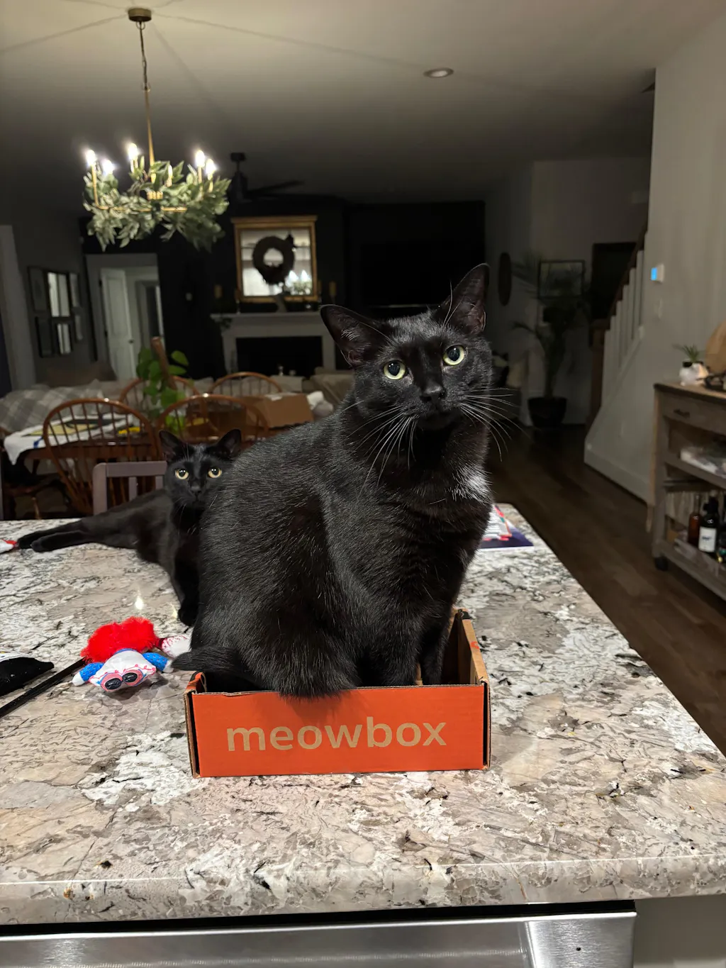 meowbox Cat Subscription Box