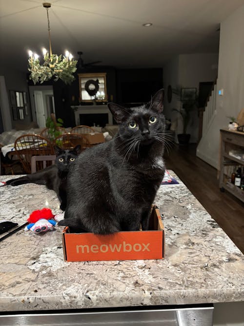 meowbox Subscription
