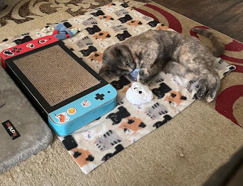 meowbox Subscription