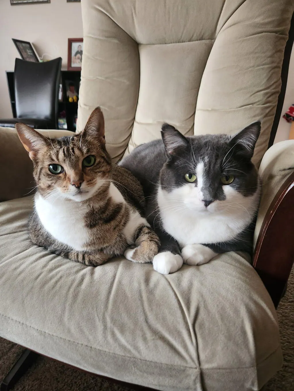 meowbox Cat Subscription Box