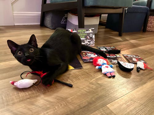 meowbox Subscription