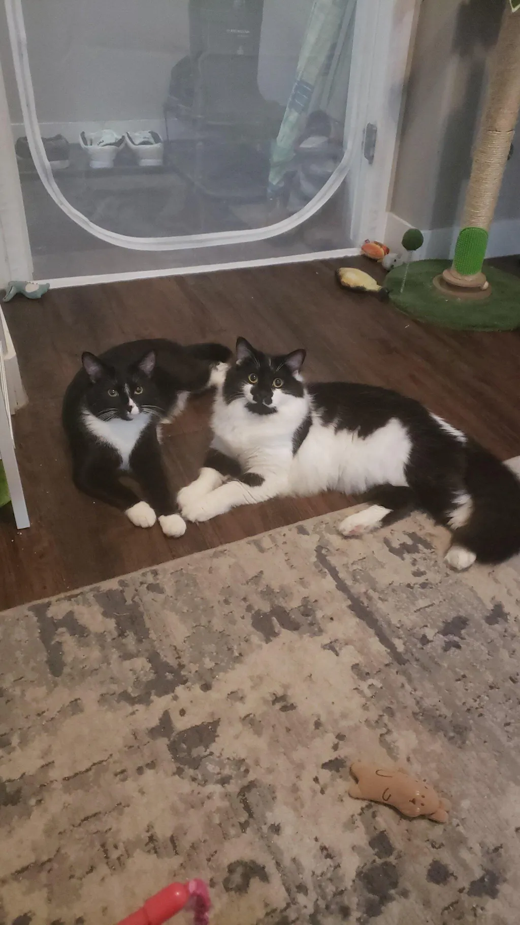 meowbox Cat Subscription Box Canada