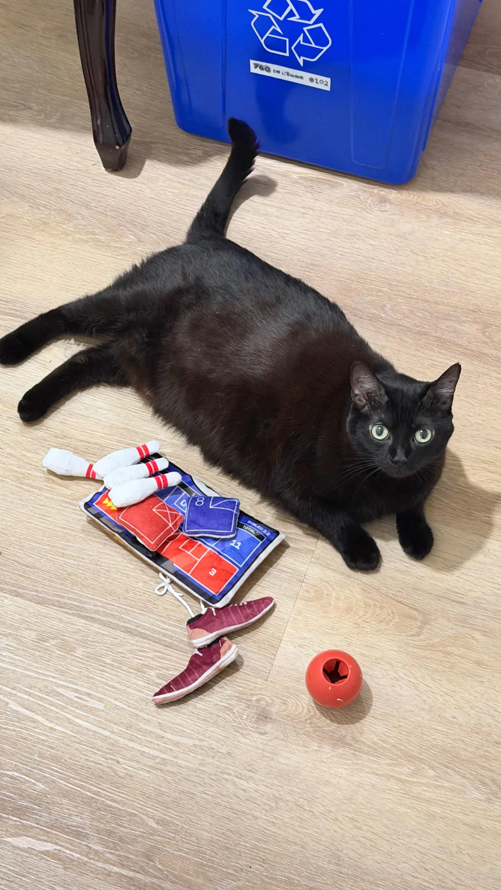 meowbox Cat Subscription Box Canada