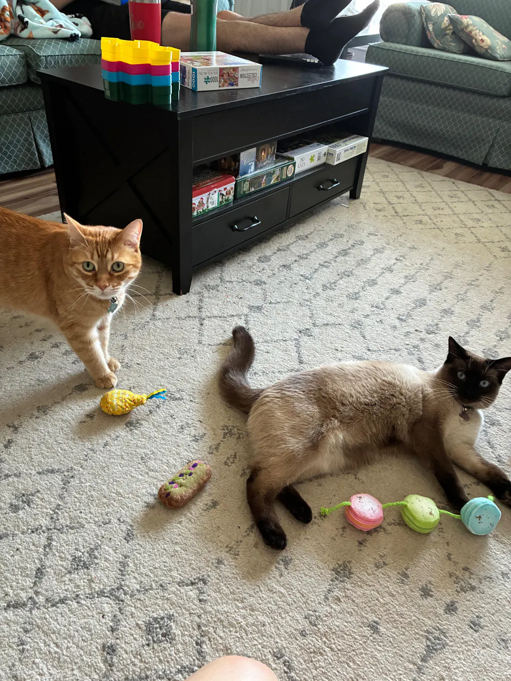 meowbox Cat Subscription Box Canada