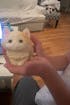 Furry Sitting Kitten Kitty Cats Animal Handmade Taba Squishy | Squeezable Stress Relief Fidget Toy