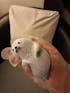 Furry Chubby Seal Animal Customizable Handmade Taba Squishy | Squeezable Stress Relief Fidget Toy