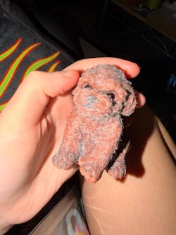 Furry Toy Poodle Puppy Dog Animal Handmade Squishy Fidget Toy