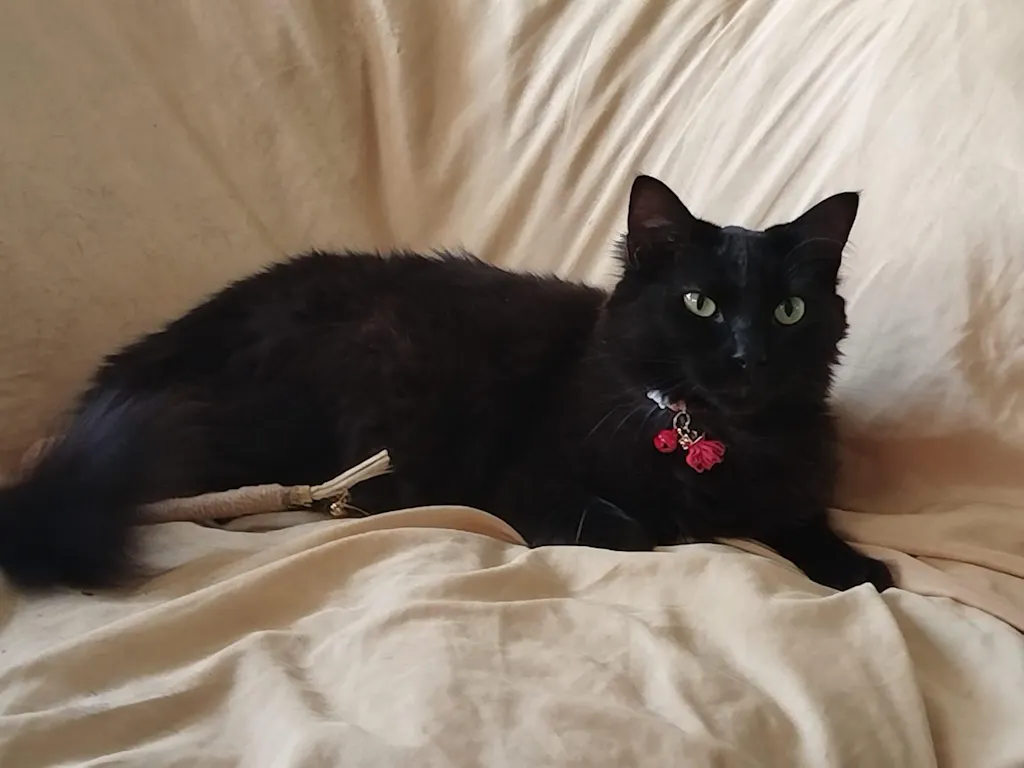 Collar Energético para Gatos Metayantra – Protección 5G y Energía