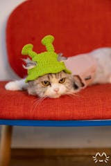 Lucky Fish Cat Hat Cute Head Cover – MEWCATS