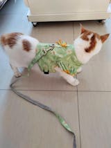 Lace Flower Cat Harness Escape Proof 2 Color Large Leash Vest – MEWCATS