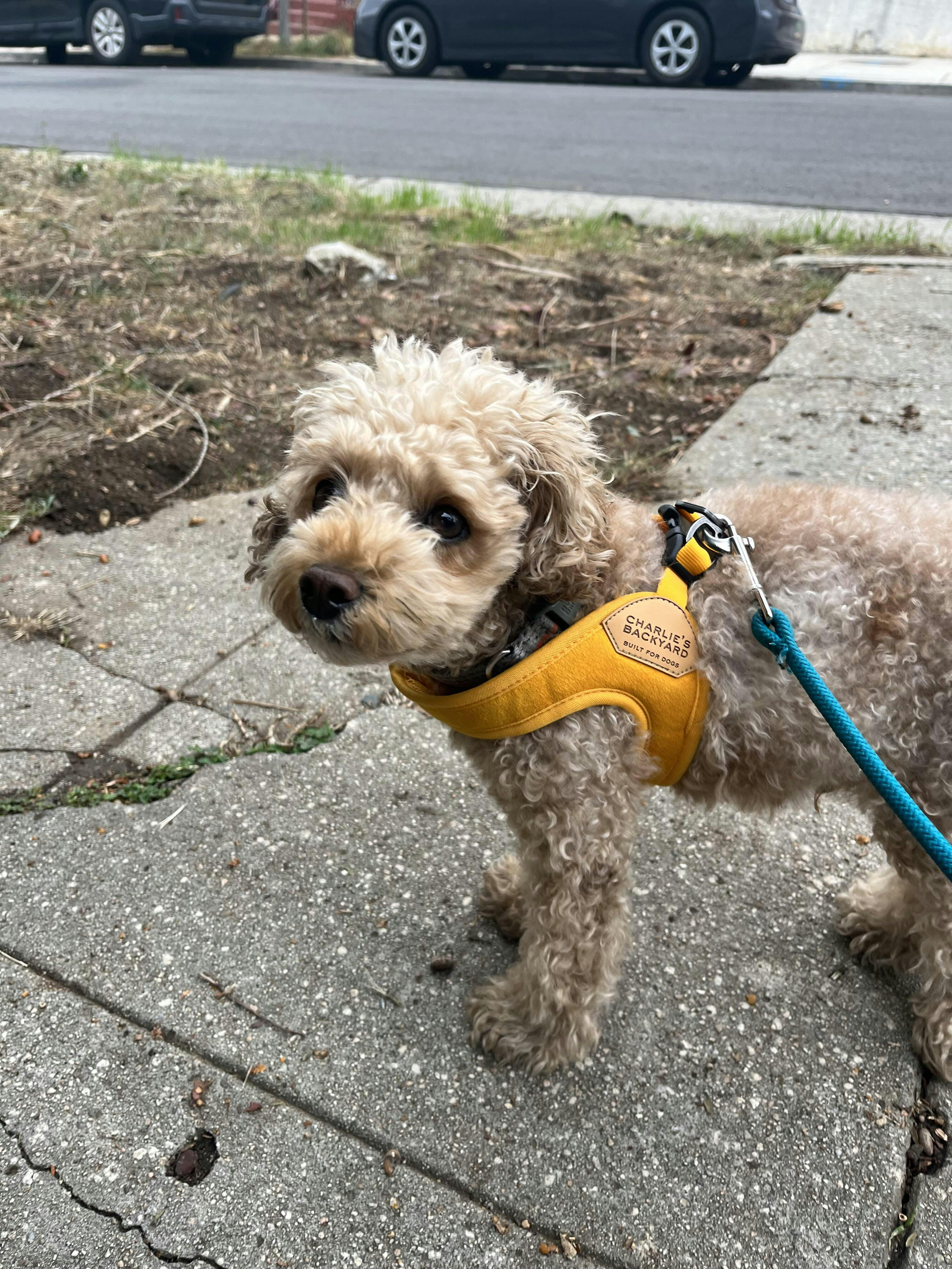 Buckleup Easy Dog Harness Best Dog Harness