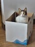 Rascador para Gatos - MIAU
