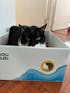 Rascador para Gatos - MIAU