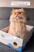 Rascador para Gatos - MIAU
