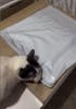 Rascador para Gatos - MIAU