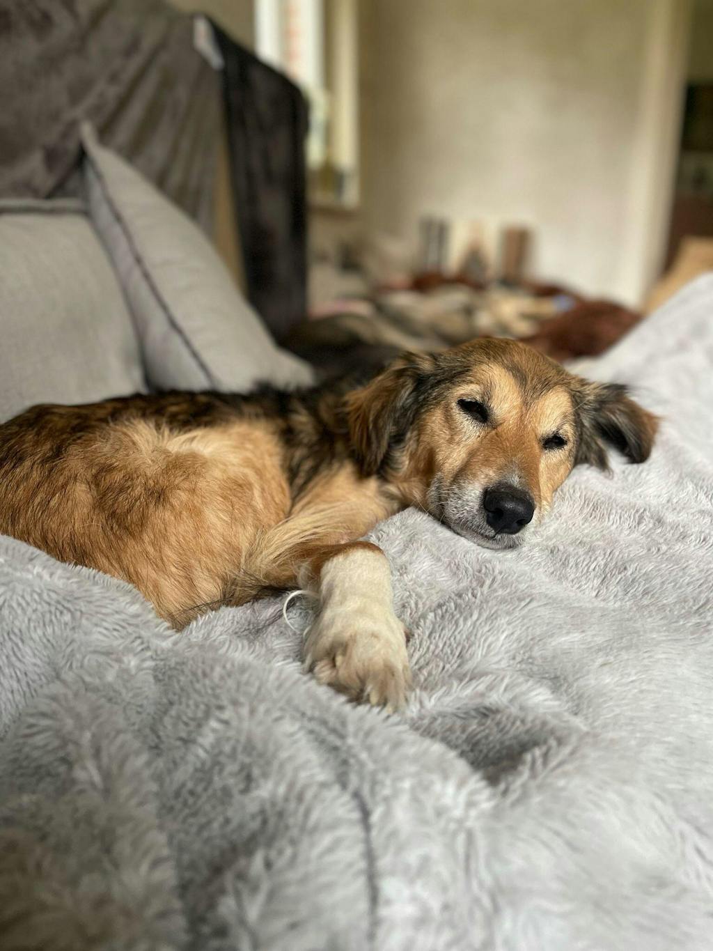 Insekten-Trockenfutter Hunde: Purinarm (Leishmaniose) & Hypoallergen