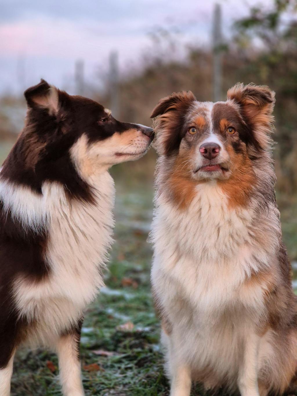 Huhn mit Landgemüse - 400g