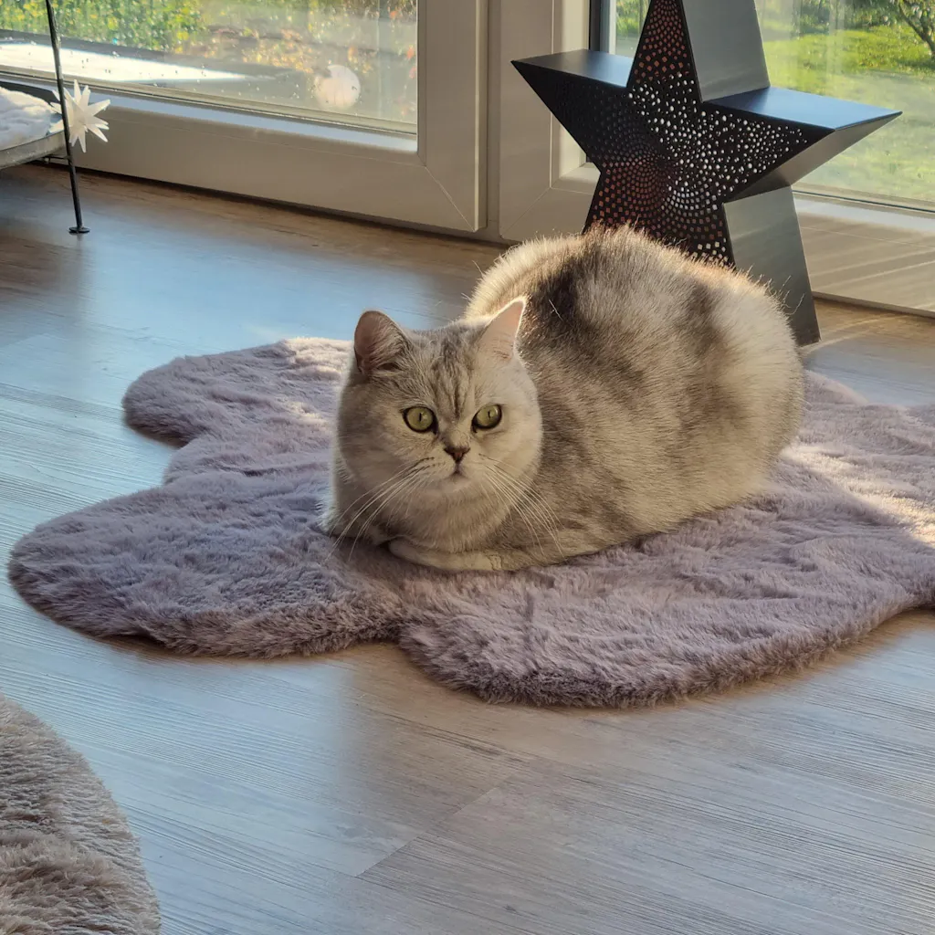 Trockenfutter Katze Huhn & Kartoffel – Monoprotein für Gelenke