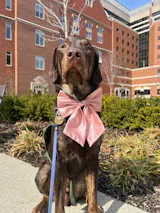 Satin Bow | Collar & Hair Accessory