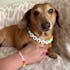 Custom Dog Name Bracelet β Personalized Pet Jewelry for Dog Lovers