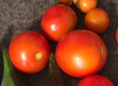 42 Day Tomato – MIgardener