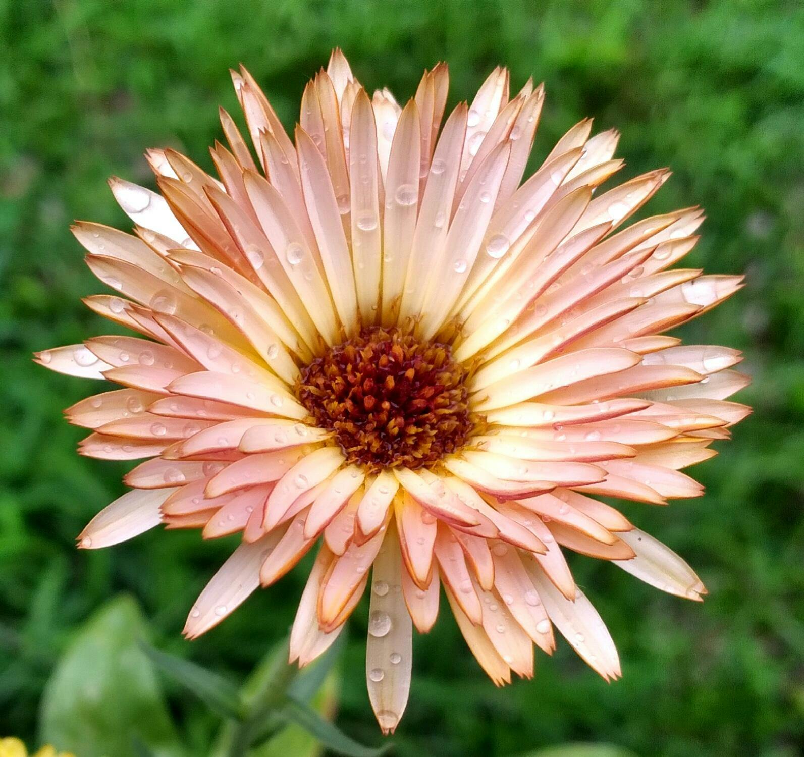 Caléndula Pink Surprise - Mercado Vivo - Foto 3